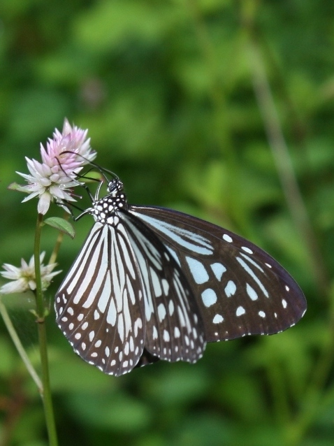 Butterflies